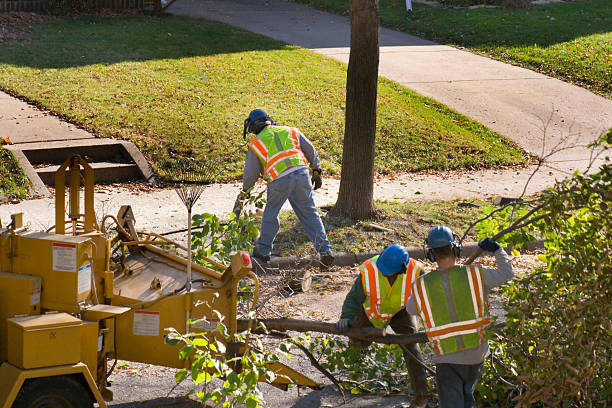 Best Tree Trimming Near Me  in Johnstown, PA